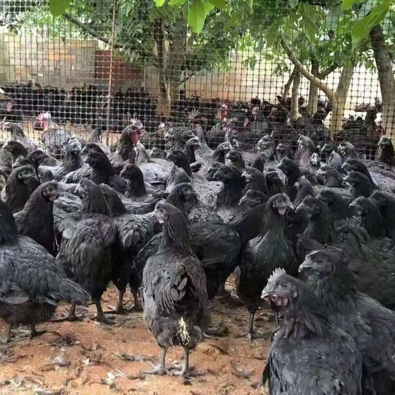 土鸡苗  麻鸡苗@龙 三黄鸡苗 青脚鸡苗 绿壳蛋鸡苗 肉鸡苗