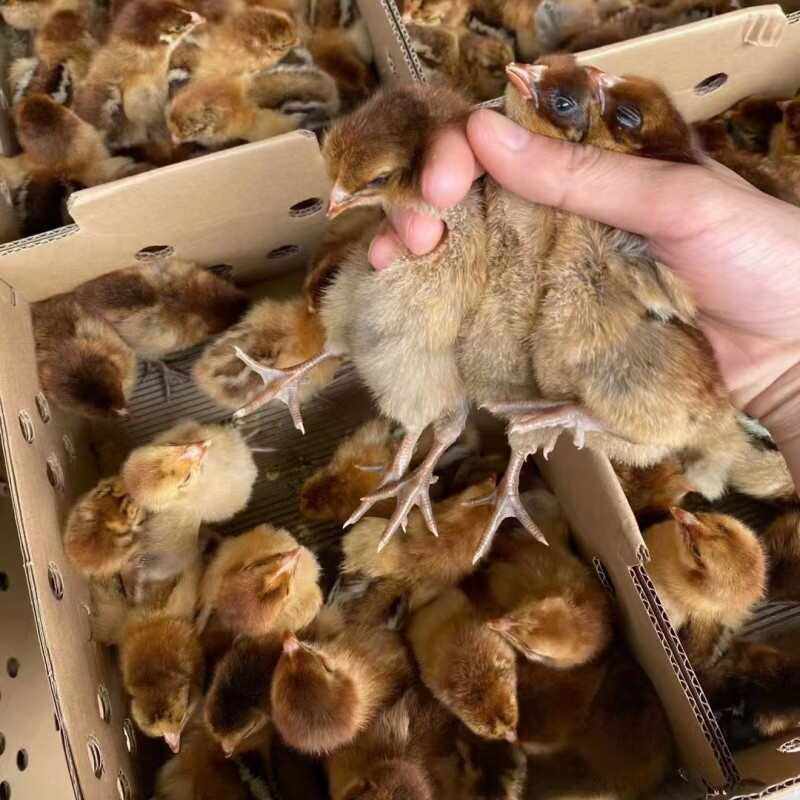 土鸡苗  麻鸡苗@龙 三黄鸡苗 青脚鸡苗 绿壳蛋鸡苗 肉鸡苗