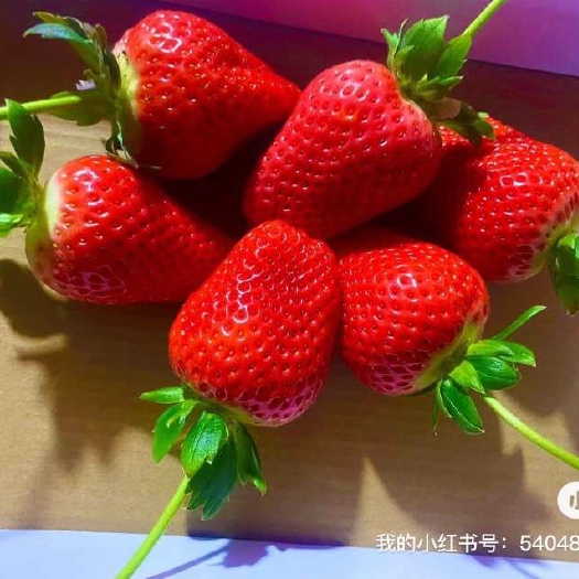莒南县大量甜查理 华颜草莓批发 产地直发 欢迎有实力的老板