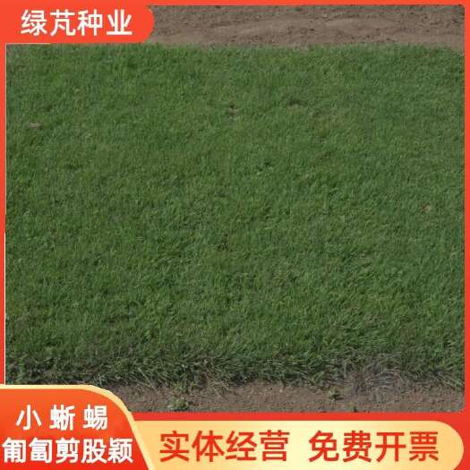 沭阳县剪股颖a4 a1 小蜥蜴草坪草籽庭院别墅矮生草皮种子耐践踏