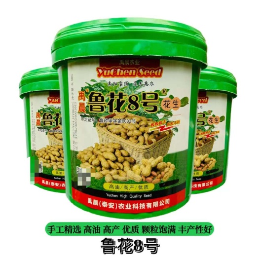 鲁花8号花生种子早熟高油型手工选种杂交花生种子