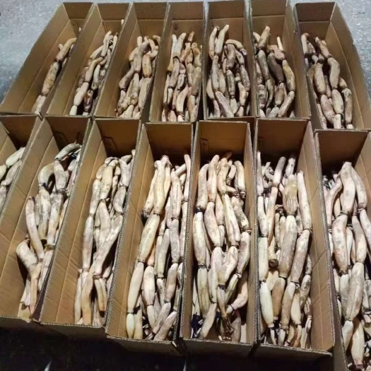 广东翁源新鲜莲藕 生态种植 当日发货 新鲜水生蔬菜 产地直供