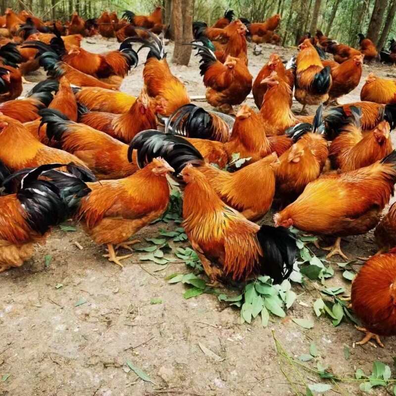 土鸡苗  麻鸡苗@龙 三黄鸡苗 青脚鸡苗 绿壳蛋鸡苗 肉鸡苗