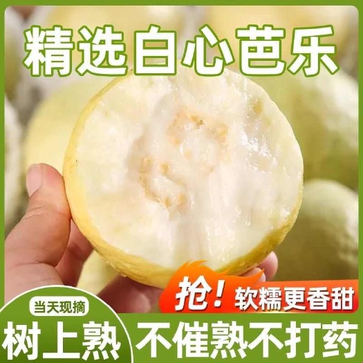 福建软心番石榴白心芭乐新鲜水果软糯香甜奶油翡翠芭乐果