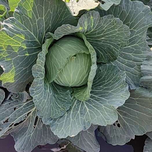 陆丰市扁包菜