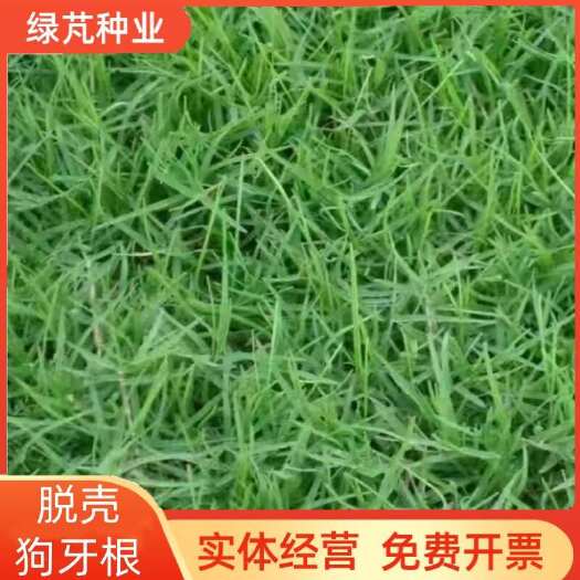 狗牙根草籽脱壳净籽矮化耐旱草坪草籽机场绿化草皮种子