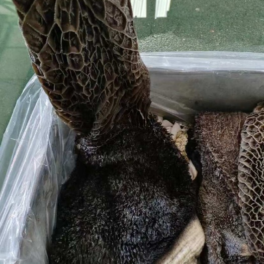 阳信县牛毛肚