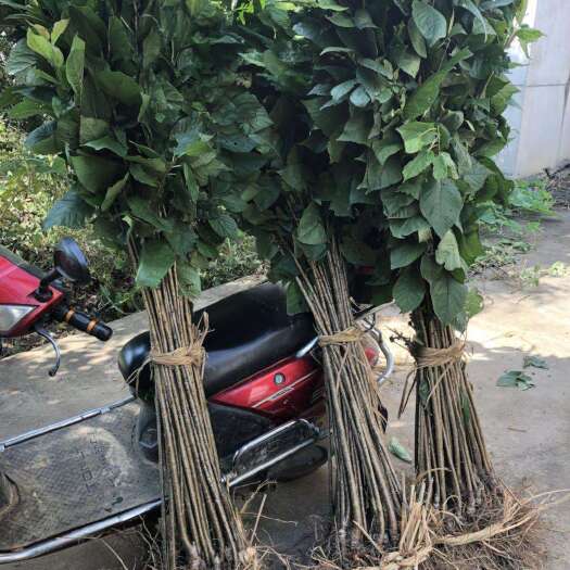 嵊州市短柄樱桃