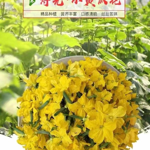 寿光精品酒店黄瓜花水果小黄瓜花青瓜花乳瓜花