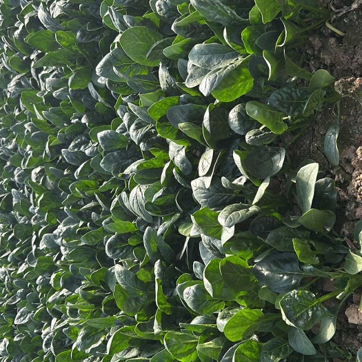 武汉菠菜，叶面整齐，粗细一致。黄陂新华南果蔬批发市场