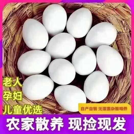 新乡县新鲜鸽子初生草鸽蛋信鸽农家五谷杂粮散养鸽子蛋营养辅食