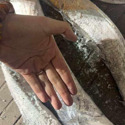 玉环市带鱼