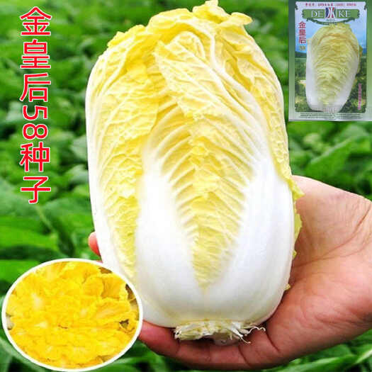 金皇后58白菜种子黄心白菜种子秋季大白菜黄心白菜种子蔬菜种子