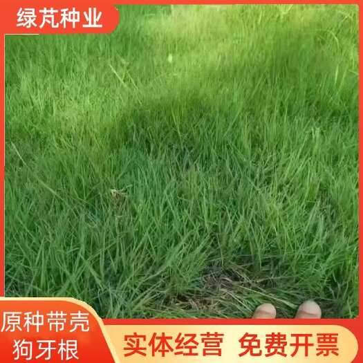 狗牙根种子原种带壳矮生民宿露营公园绿化耐践踏草坪种子