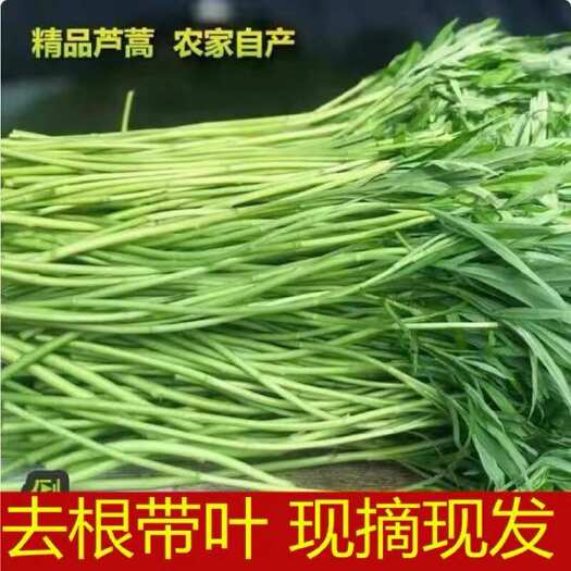 南京【现摘现发】新鲜芦蒿南京八卦洲特产农家自种