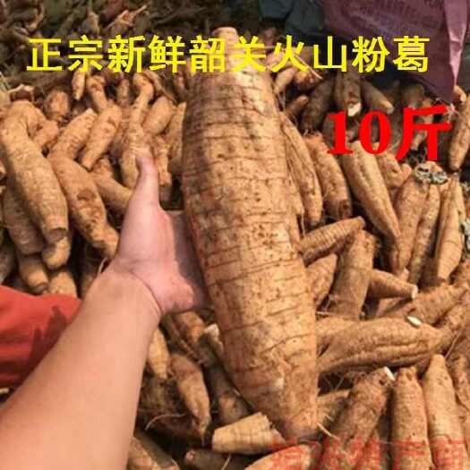 韶关火山粉葛新鲜现挖广东韶关特产无渣煲汤粉葛野生葛根粉