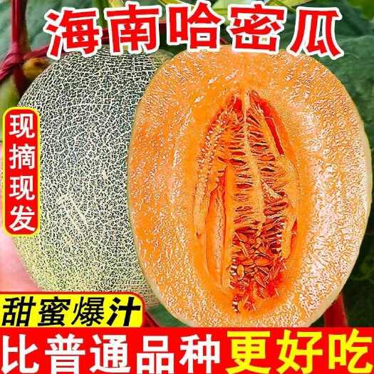 乐东县海南哈密瓜蜜瓜哈密瓜新鲜水果西州甜瓜新鲜包邮爽口香甜果香包赔
