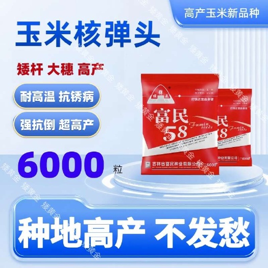 石家庄玉米吨粮头玉米种子  高产矮杆大棒玉米种子饲料兼用南北通种