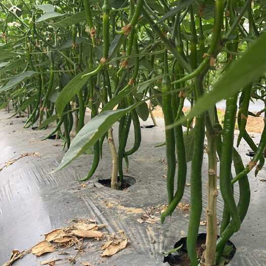 合浦县3号，8号线椒2月初大量上市
