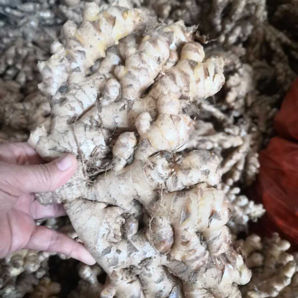 云南小黄姜生姜老姜电商货市场货精品姜
标价是零售价批发更便宜