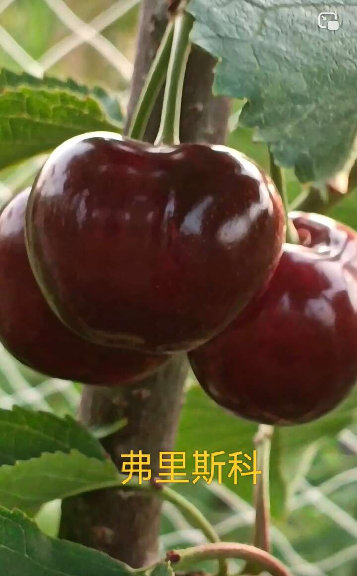 巴中弗里斯科车厘子苗，费里斯科车厘子苗，福里斯科车厘子苗