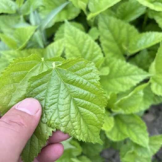 罗城县桑叶嫩桑叶新鲜桑叶翠叶原材料大叶桑叶