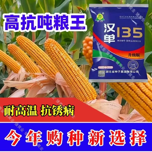 国审矮杆大棒王 红轴玉米新品种南方北方均可种植耐高温抗锈病