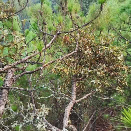 楚雄市云南老松树寄生茶 松树寄生草干货中药材寄生草茶