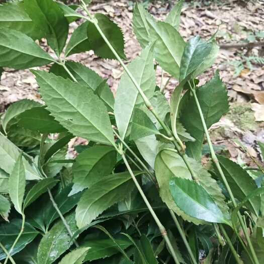 赣州肿节风（九节茶，草珊瑚）