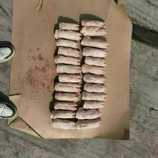 上海西班牙1184/短脚