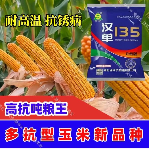 优质大棒玉米种子矮杆抗旱抗倒耐高温抗锈病耐涝玉米新品批发
