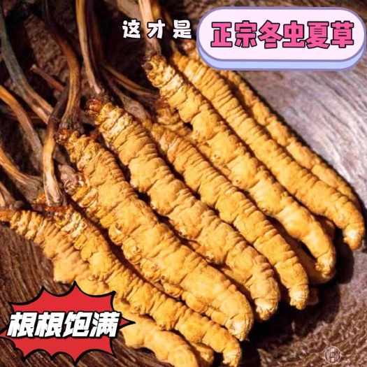 冬虫夏草正品西藏那曲干冬虫夏草3根一克春节送礼虫草礼盒礼品装
