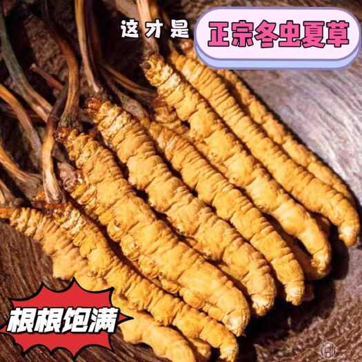 比如县冬虫夏草正品西藏那曲干冬虫夏草3根一克春节送礼虫草礼盒礼品装