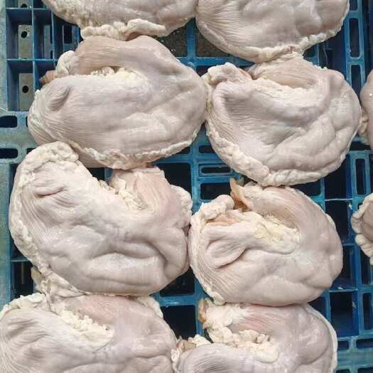 深圳猪肚，新鲜猪肚