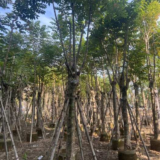 火焰木乔木苗木 广东揭阳普宁带土球发货 林业景观绿化树种