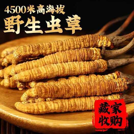 比如县正品冬虫夏草西藏那曲干冬虫夏草2根一克甄选2024头期干虫草
