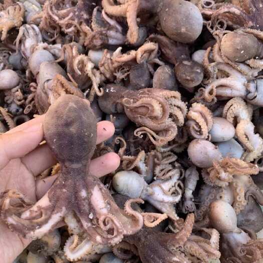 滨州八爪鱼