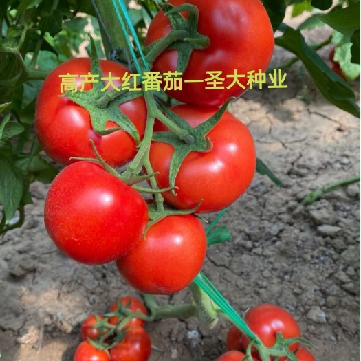 优质大红西红柿苗，一级苗，硬度好！座果率集中！耐裂，抗病强！