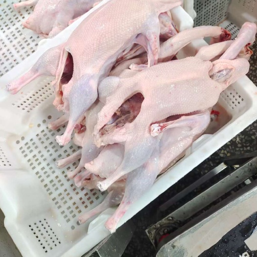 义县东北老范牌白条鹅