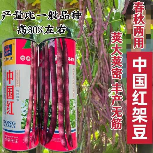 沭阳县中国红架豆种子无筋豆中早熟紫红四季豆芸豆种籽丰产菜豆基地专用
