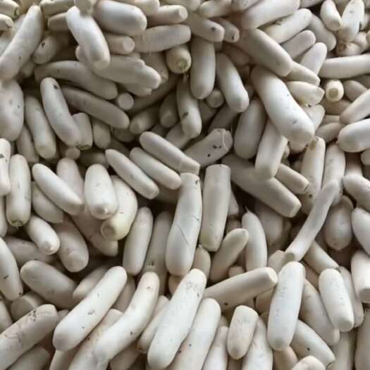 重庆市潼南白萝卜次品萝卜处理
