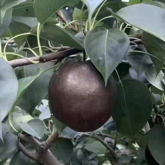 赵县高原藏乌梨 精品藏乌梨礼盒 现货供应 保质保量