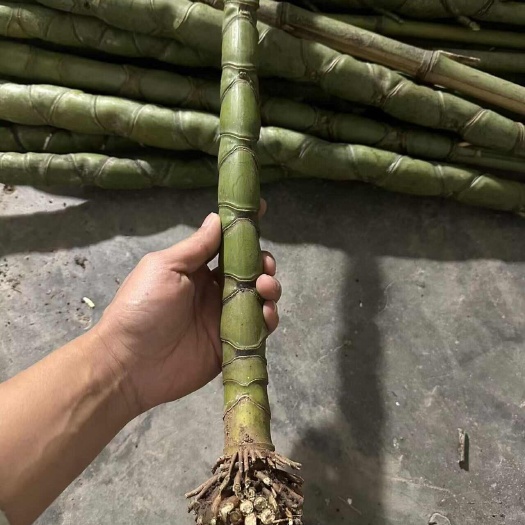 重庆市龟背竹