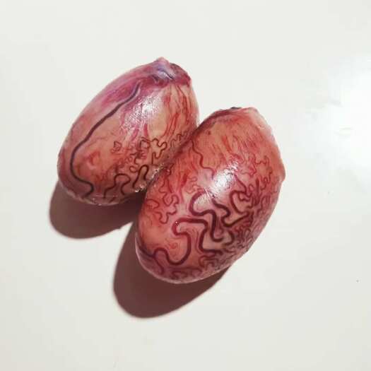 诏安县鲜牛蛋 精修牛宝