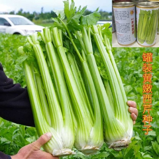 祁东县西芹种子黄嫩西芹菜种子蔬菜种子大田种植西芹种子