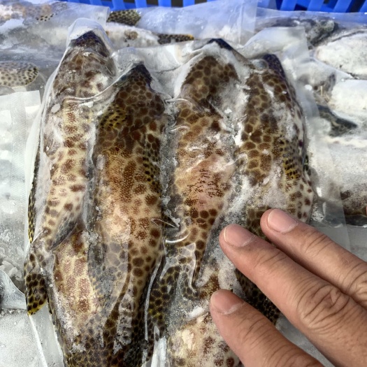 海南琼海新鲜赤点石斑鱼冷冻水产速递专卖