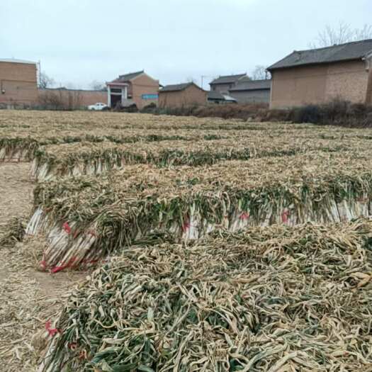 万荣县低价出售60万斤长白大葱