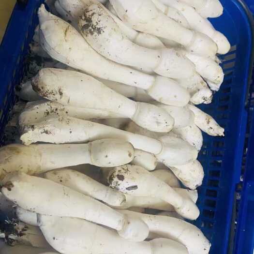 莘县鸡腿菇南乐千口基地大批量采摘上市了！