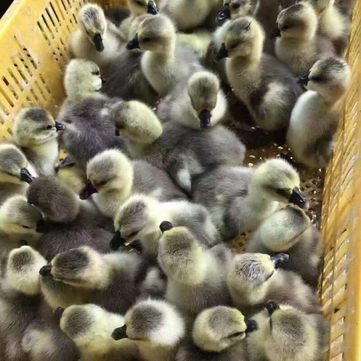 昆明灰鹅苗 白鹅苗@华 三花鹅苗 马岗鹅苗 狮头鹅苗  脱温鹅苗