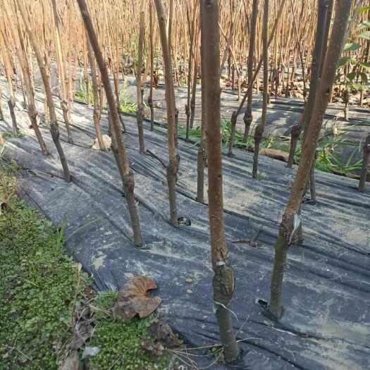 祁阳市太秋甜柿苗脆柿现挖现发